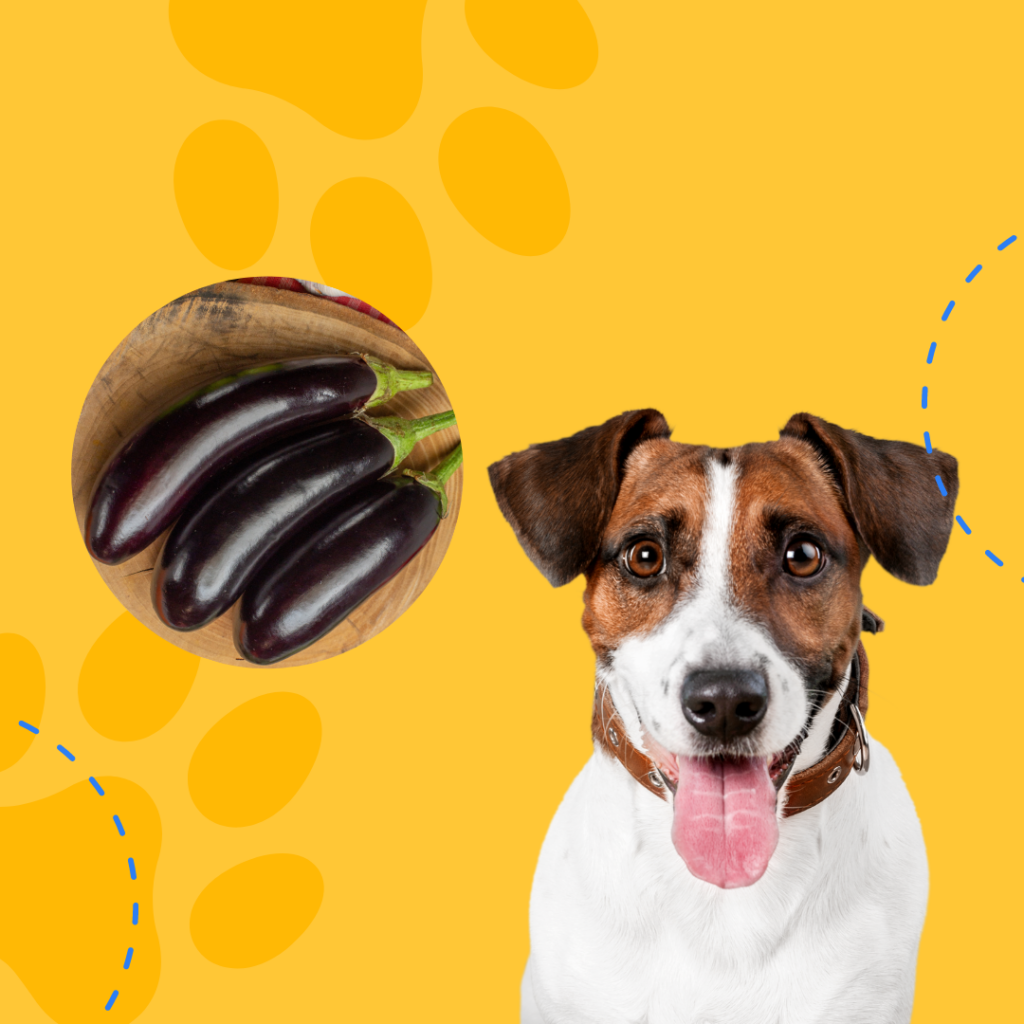 Can Dogs Eat Eggplant? What You Need to Know Before Feeding Your Pup?