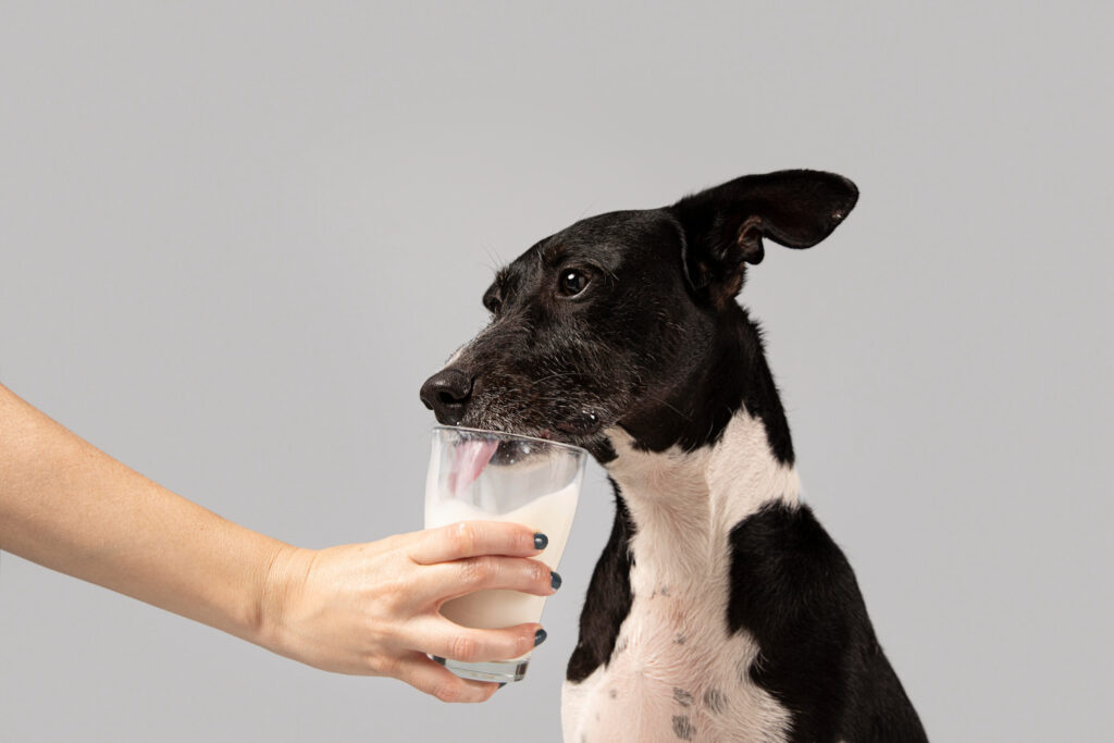 What Can Dogs Drink Besides Water?