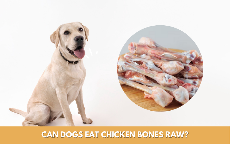 Can-Dogs-Eat-Chicken-Bones-Raw
