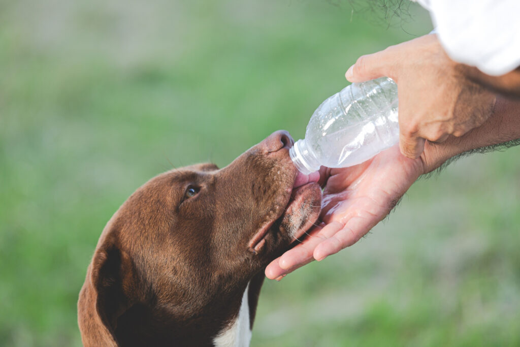 What Can Dogs Drink Besides Water?