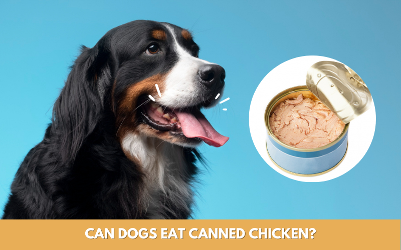 Can dogs eat canned chicken