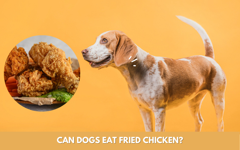 Can dogs eat fried chicken