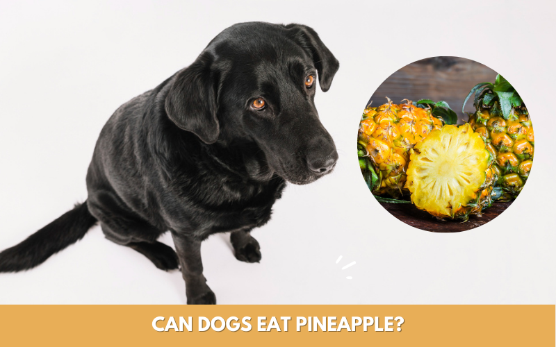 <strong>Can Dogs Eat Pineapple? A Vet’s Guide to Safe Canine Consumption</strong>