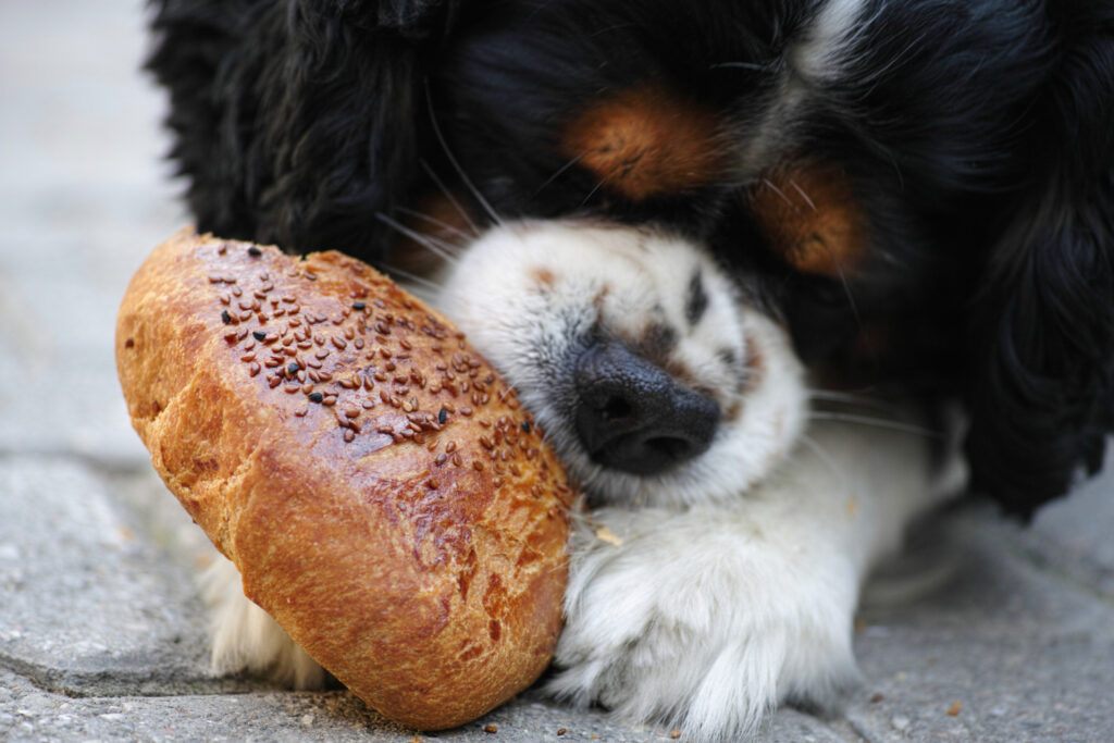 Can Dogs Eat Bread? The Ultimate Guide to Feeding Your Dog Bread