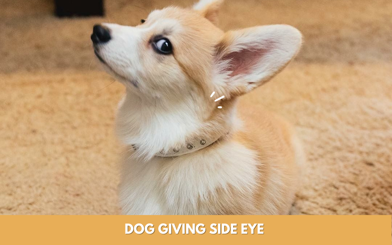 Dog Giving Side Eye