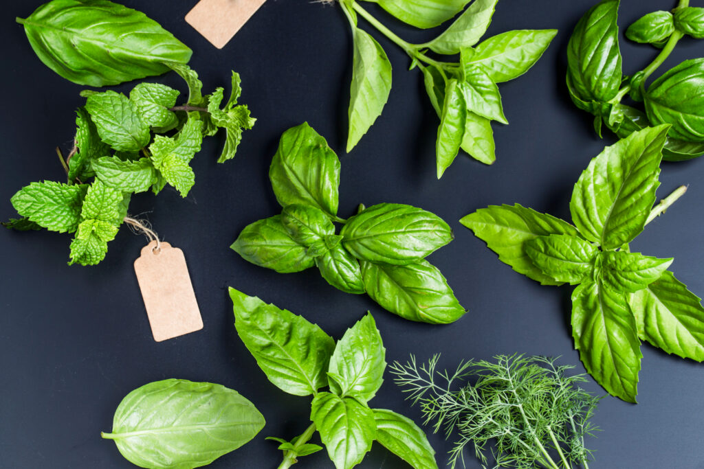 Can Dogs Eat Basil: The Truth About This Flavorful Herb