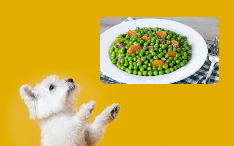 Can Dogs Eat Green Beans? Are Green Beans Good For Dogs?