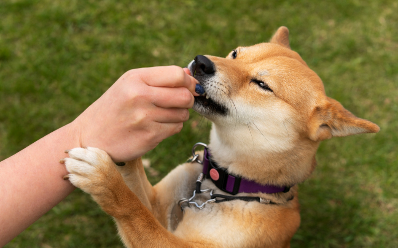 Why Does My Dog Nibble on Me? Discover the Surprising Reasons Behind Your Pup's Behavior