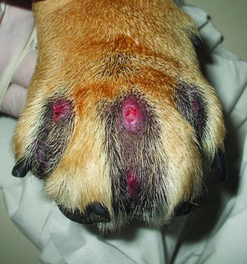 <strong>Say Goodbye to Pododermatitis Dog Paw: Expert Tips and Advice for a Recovery</strong>