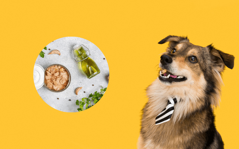 Can Dogs Eat Canned Chicken? The Surprising Truth Revealed!