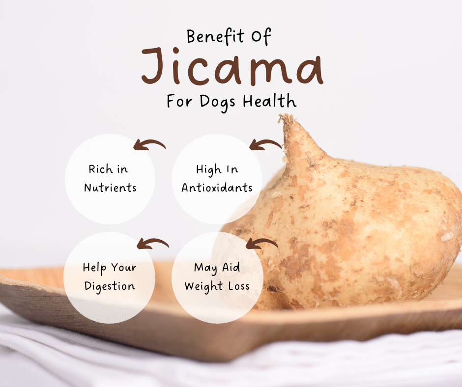 Can Dogs Eat Jicama Safely? Discover the Health Benefits of Jicama