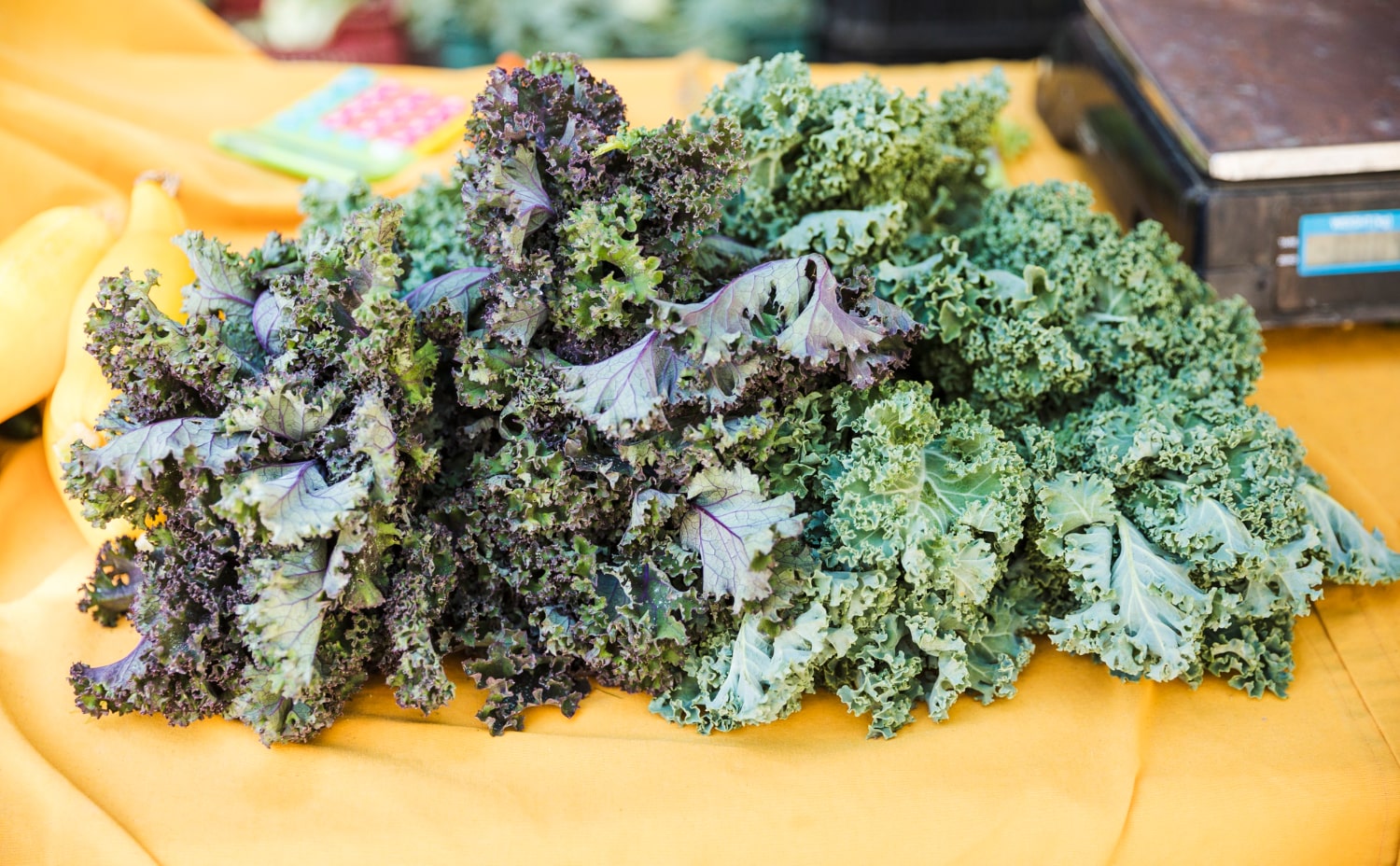 Can Dogs Eat Kale? Is Kale Safe for Bad Dogs?