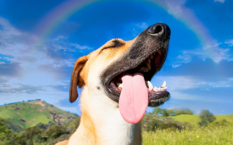 Why Do Dogs Lick Their Privates? Understanding this Natural Behavior