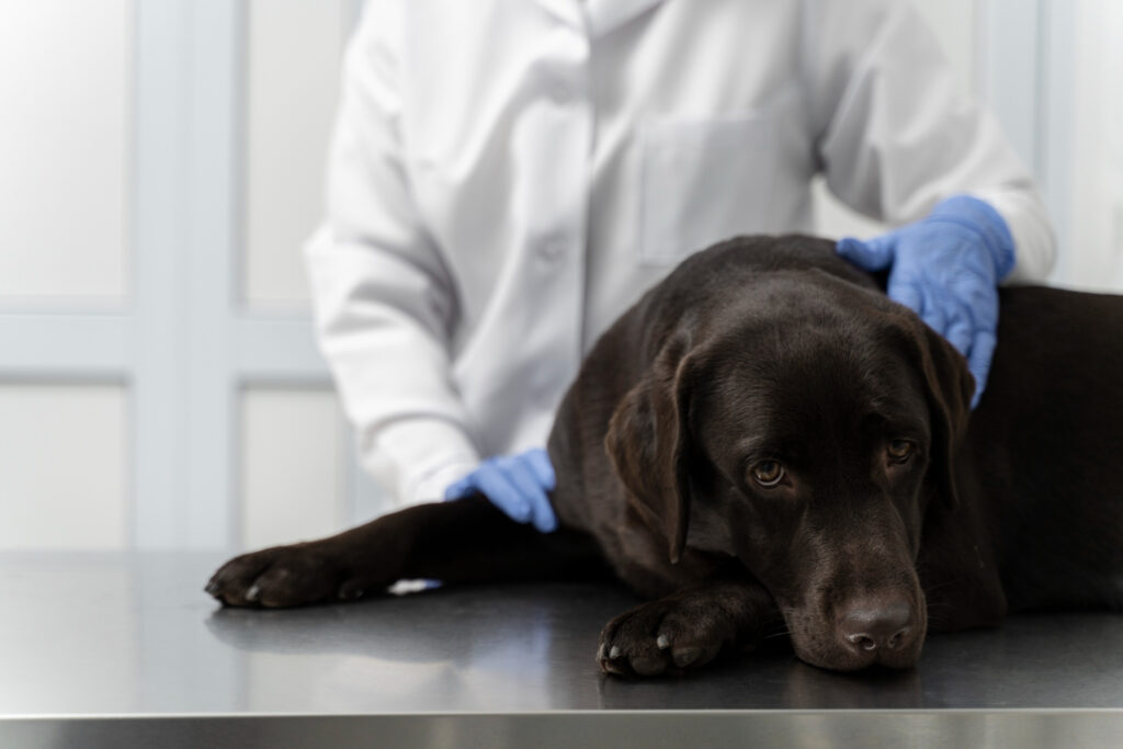 <strong>What to Do if You See Blood in Dog Stool: A Comprehensive Guide for Pet Parents</strong>
