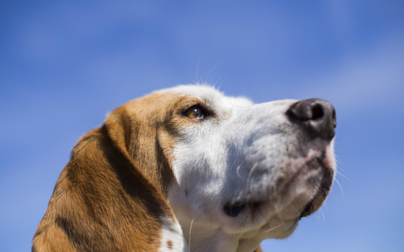 Don't Turn a Blind Eye to Cloudy Eyes in Dogs: What You Need to Know