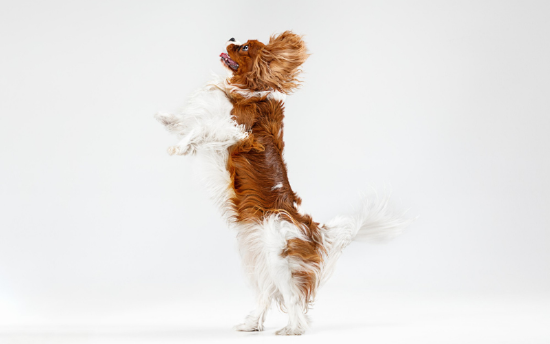 Why Do Dogs Hump? A Comprehensive Guide to This Common Behavior