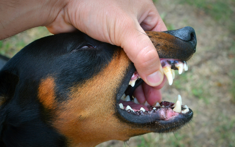 Why Does My Dog Nibble on Me? Discover the Surprising Reasons Behind Your Pup's Behavior