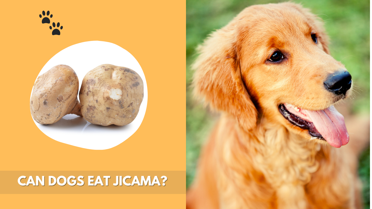 can dogs eat Jjcama