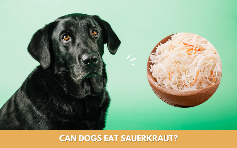 can dogs eat sauerkraut