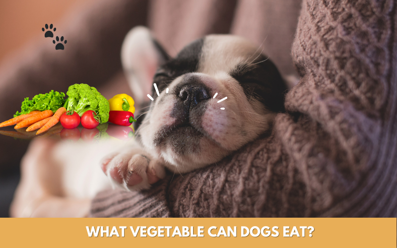 What Vegetable Can Dogs Eat