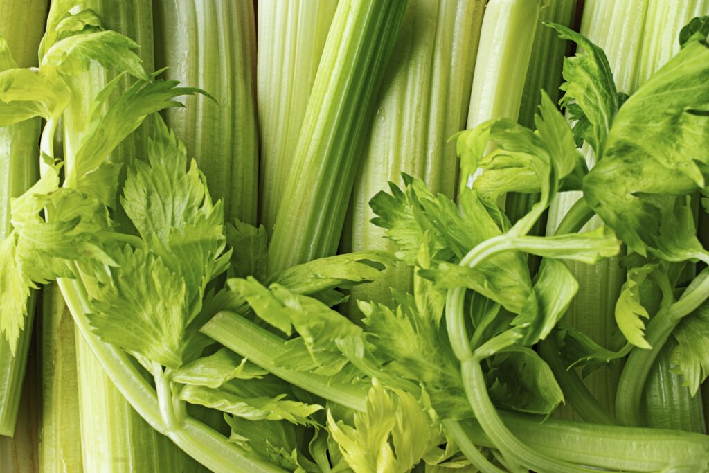 Can Dogs Eat Celery? Pros & Cons Explored