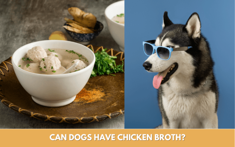 can-dogs-have-chicken-broth-and-how-to-cook-broth-in-5-steps