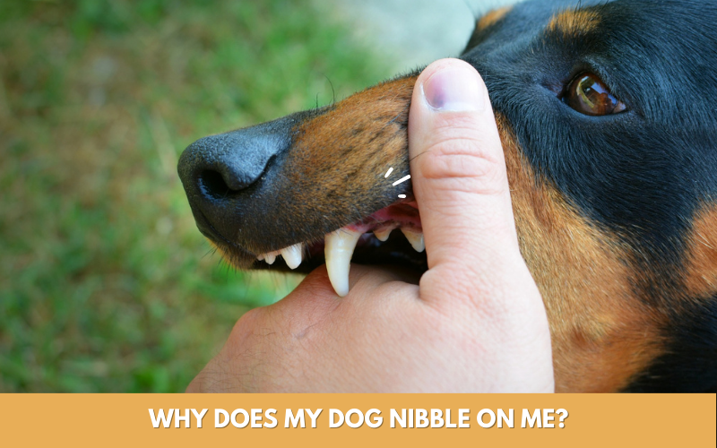 why does my dog nibble on me