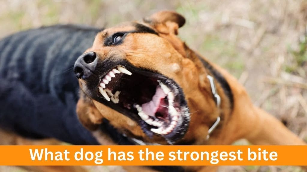 what dog has the strongest bite