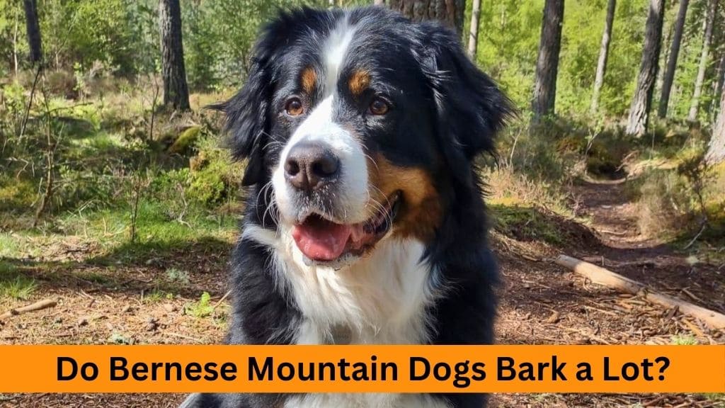 do bernese mountain dogs bark a lot