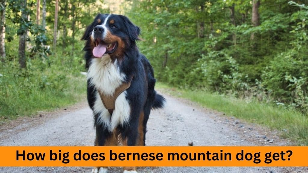 how big does bernese mountain dog get
