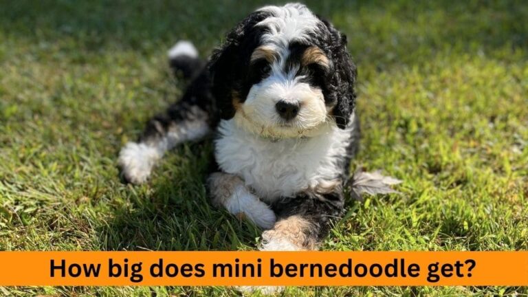 Understanding the Size of Mini Bernedoodles | Camp Canine Florida