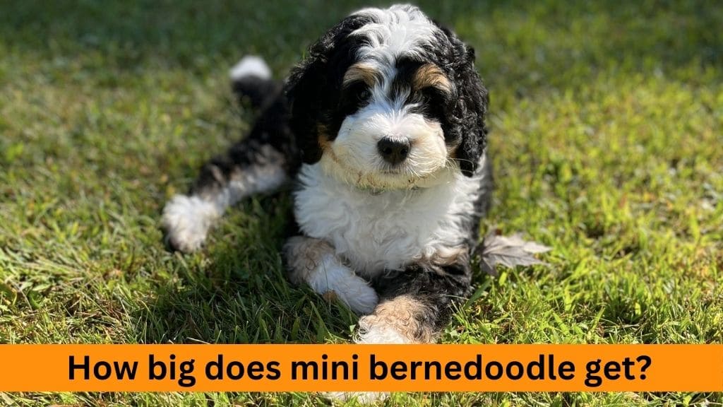 how big does mini bernedoodle get