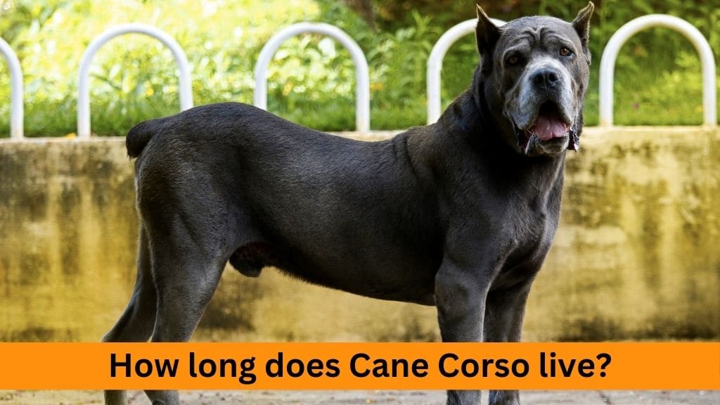 how long does cane corso live