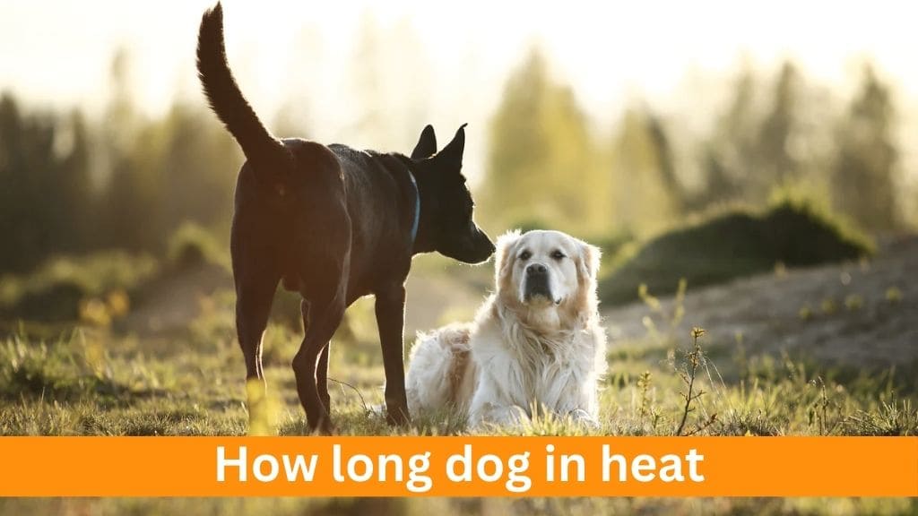 how long dog in heat