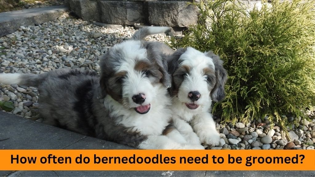how often do bernedoodles need to be groomed