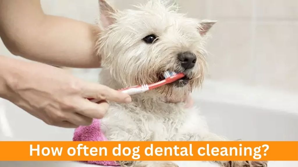 how often dog dental cleaning
