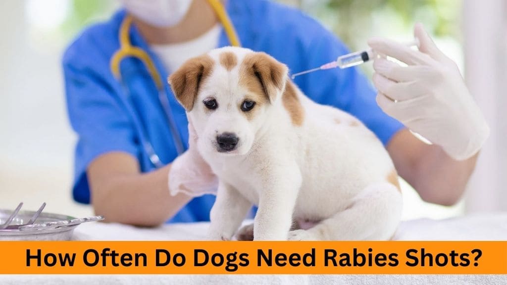 how often dog get rabies shot