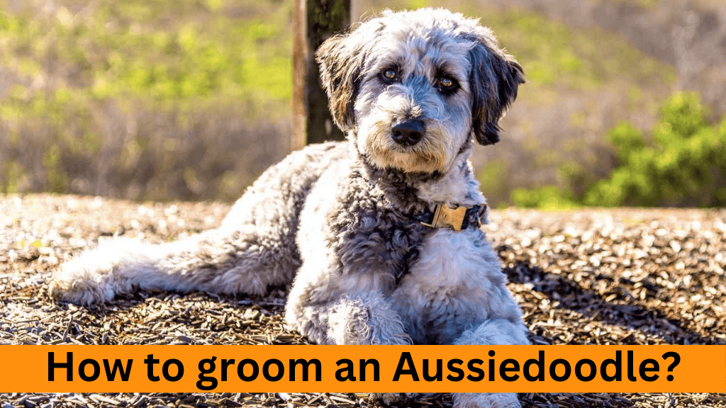 how to groom aussiedoodle