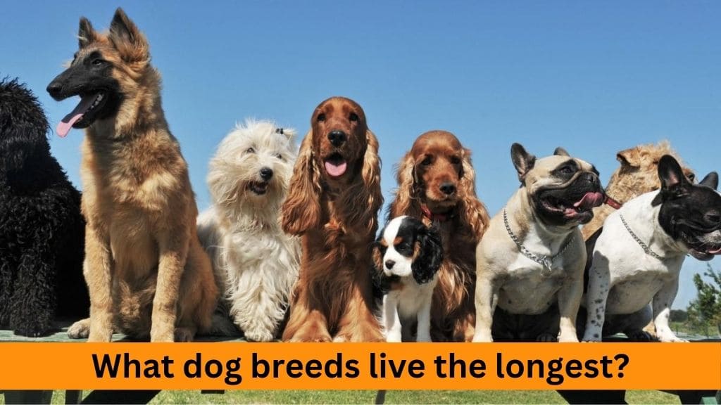 what dog breeds live the longest