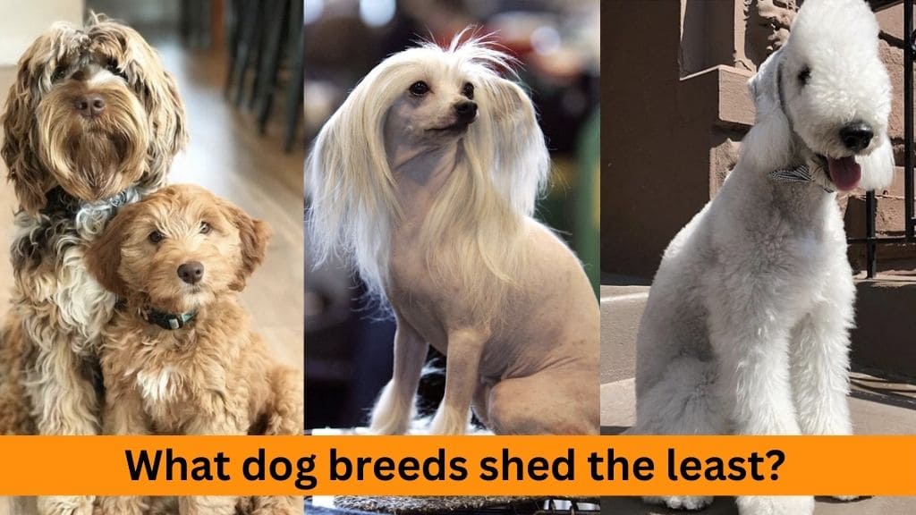 what dog breeds shed the least