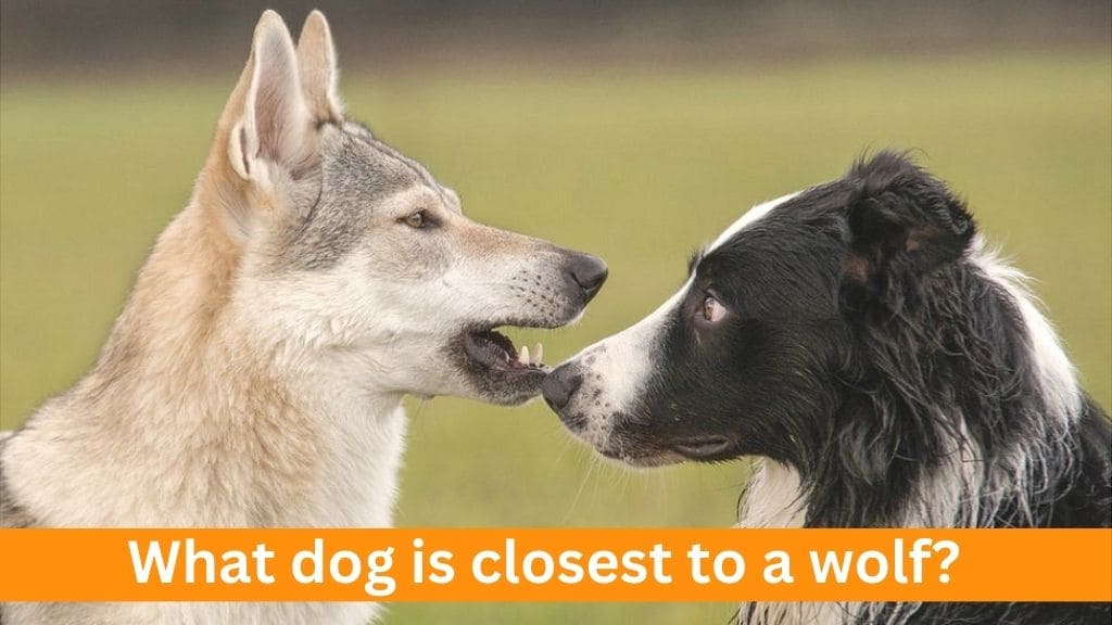 what dog is closest to a wolf