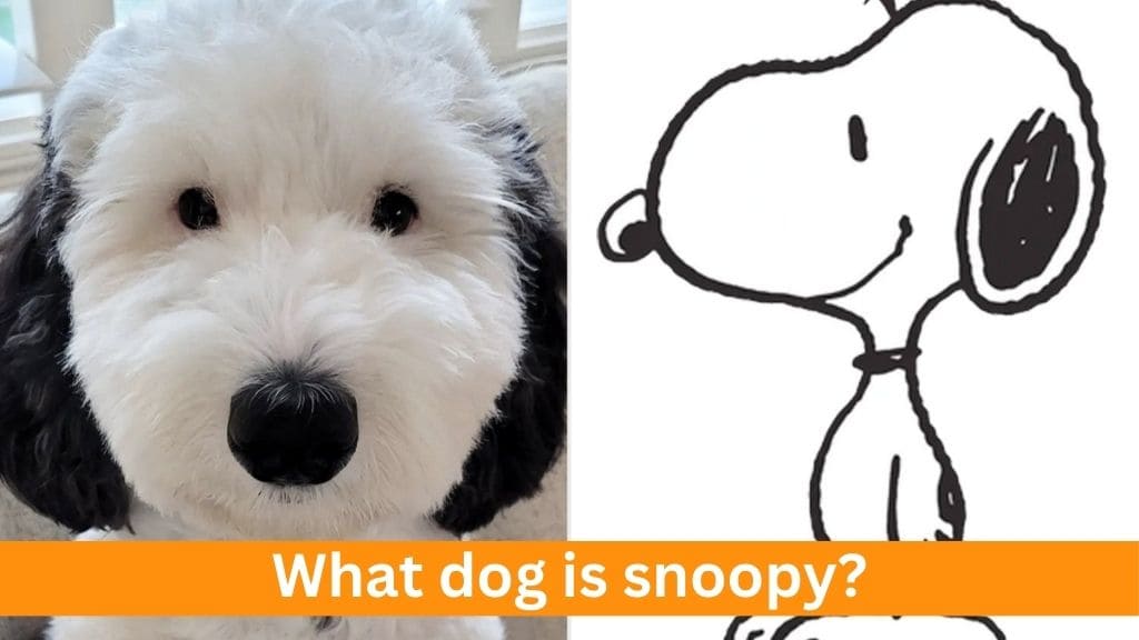 what dog is snoopy