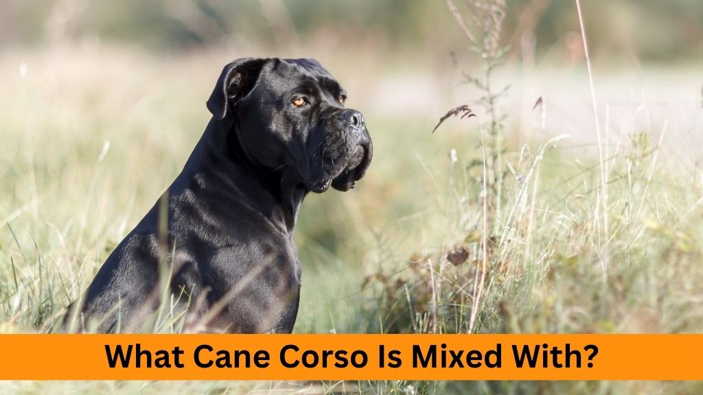what is cane corso mixed with