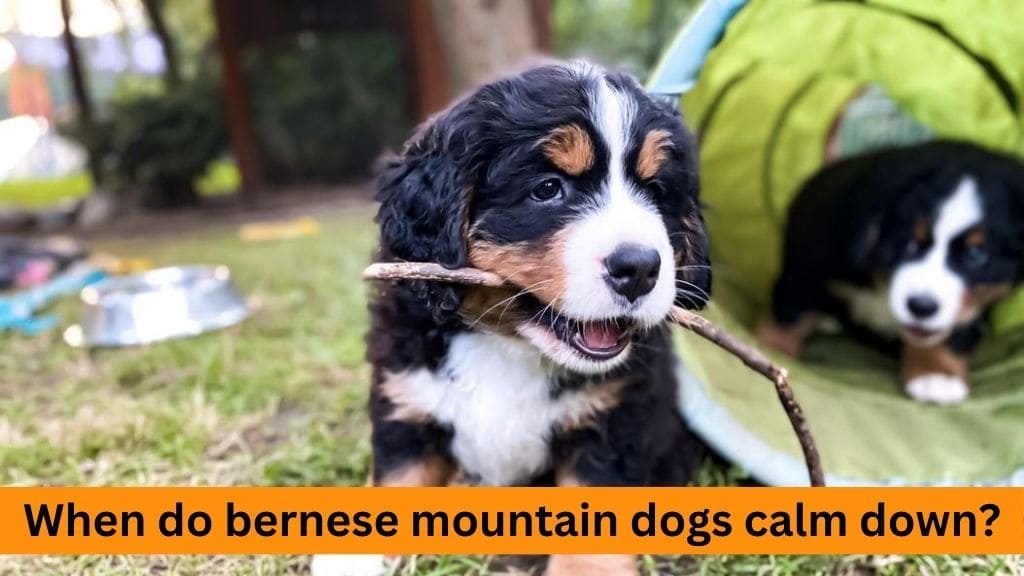 when do bernese mountain dogs calm down