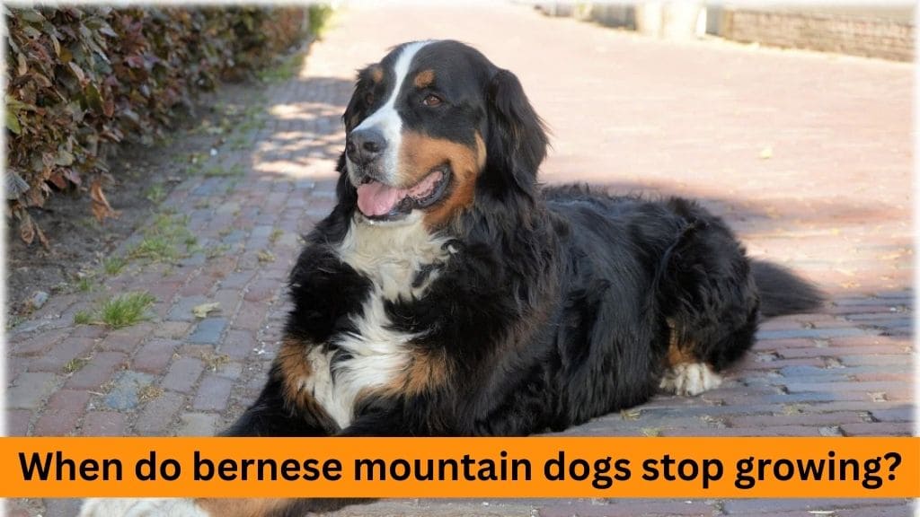 when do bernese mountain dogs stop growing