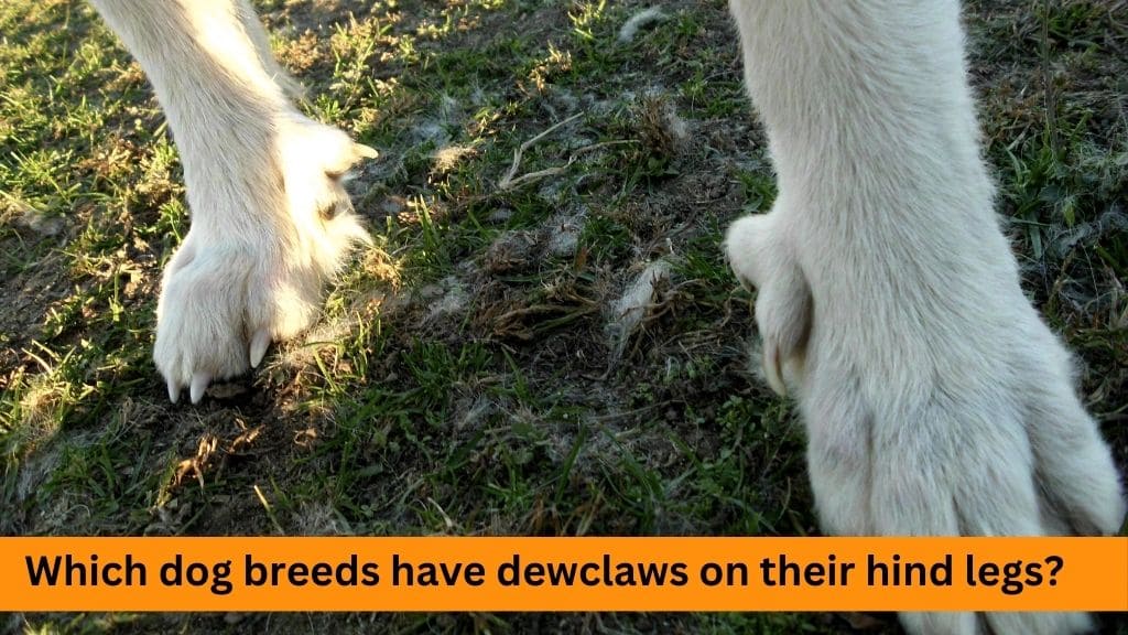 which dog breeds have rear dewclaws
