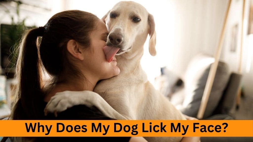 why dog licks my face