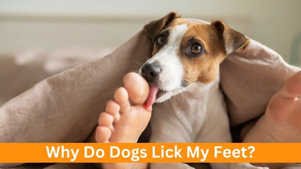 why dog licks my feet