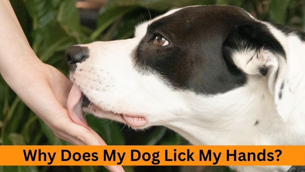 why dog licks your hand