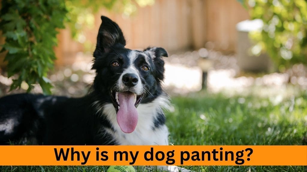 why dog panting